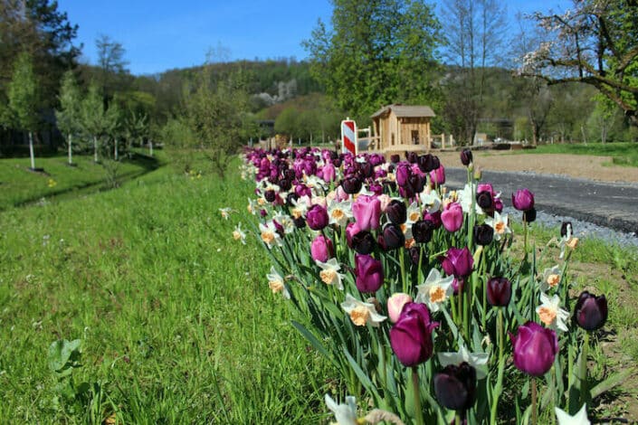 2023-05-04-Wiehlpark_tulpen