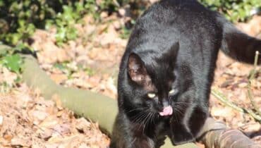 Bevor Sie eine Katze ins Tierheim bringen, beobachten Sie diese erst einige Tage.