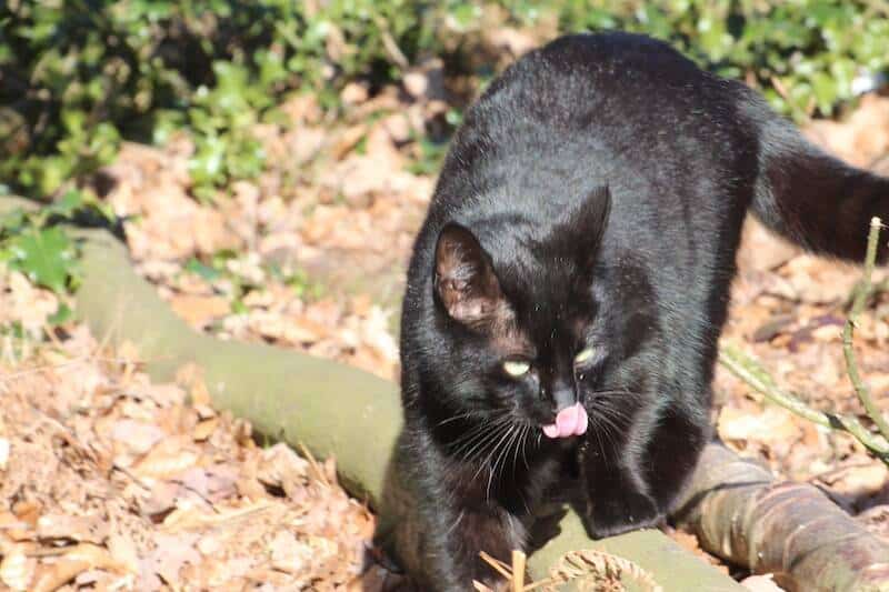 Bevor Sie eine Katze ins Tierheim bringen, beobachten Sie diese erst einige Tage.