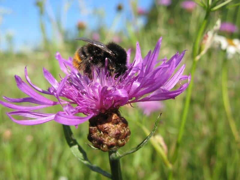 Wildbienen benötigen Hohlräume in Holz, Stängeln, in der Erde oder in Steinen, um darin Brutkammern anzulegen.