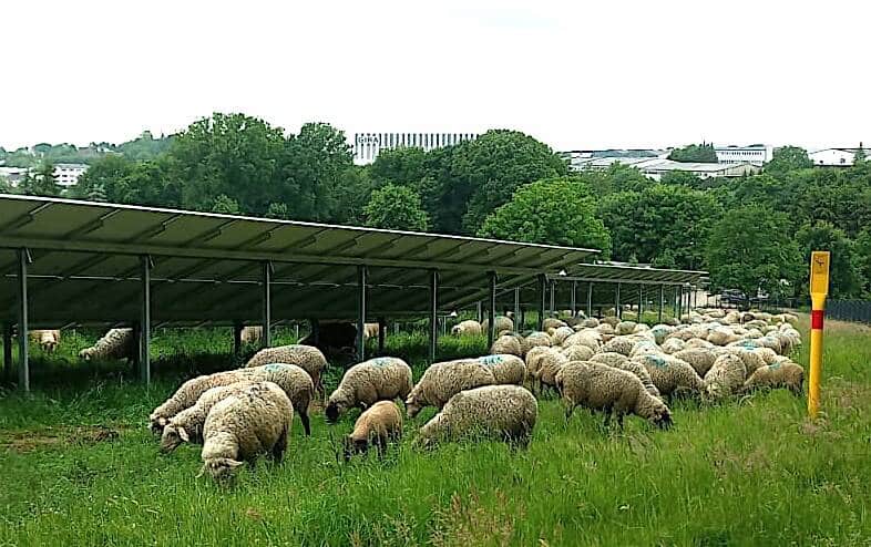 Der Gira Solarpark wird von Schafen gepflegt. (Foto: Gira)