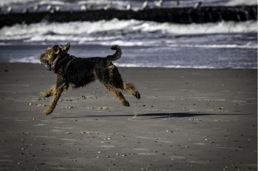 Urlaub mit Hund in Dänemark.