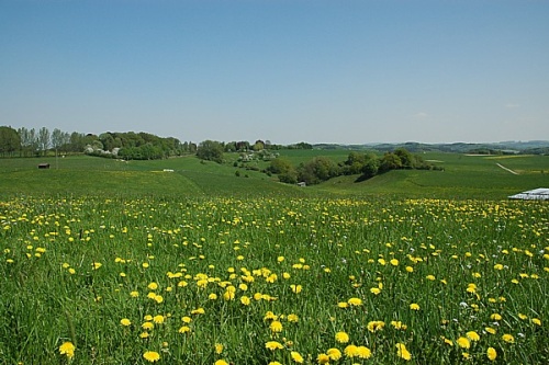 fruehlingswiese_homburg_20090511 (Foto: OBK)