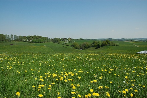 fruehlingswiese_homburg_20090511 (Foto: OBK)