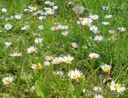 Gänseblümchen unter sich